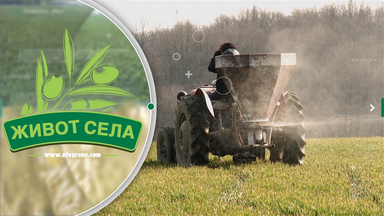Od sredine februara počinje prihrana pšenice, važna agrotehnička mjera u proizvodnji