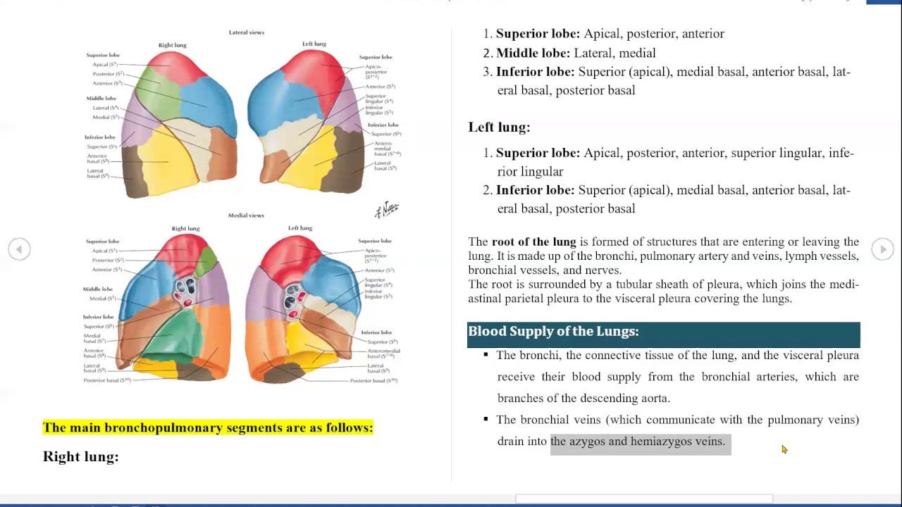 The Chest ِAnatomy - Lec. 07 / د. أحمد عبد الأمير دفار - YouTube