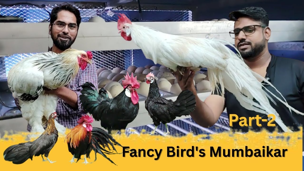 Fancy Birds Mumbaikar 