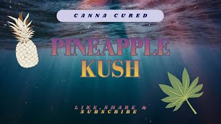 Pineapple Kush from Canna Cured 