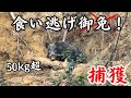エサだけ食べるイノシシをようやく捕獲！