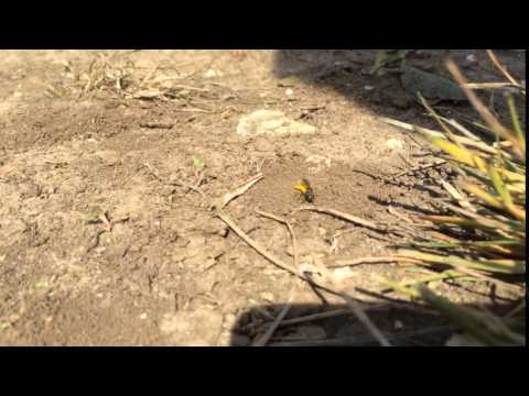 Yellow-legged mining bee (Andrena flavipes)
