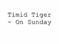 Timid Tiger - On Sunday