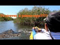 COCODRILO EN MANGLAR // PESCA DE PARGO// PESCA EXTREMA