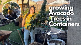 How I Grow Avocado Trees In Containers In Arizona