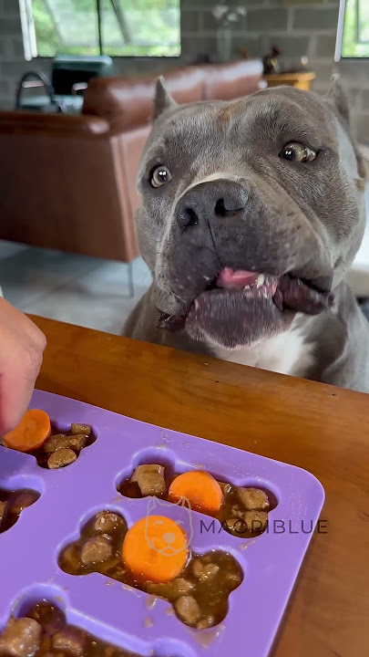 Para os Dias de Calor, Picolé de Osso - Nossa Rotina #americanbully