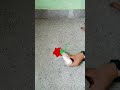 beautiful Rangoli designs ✨🌿🥰#youtubeshorts #dialyrangoli