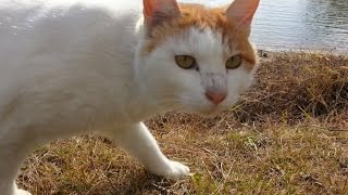 【地域猫】池の辺りを歩く野良猫、巨大な魚の死骸を見つけると・・・