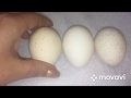ВЫЛУПЛЕНИЕ НАЧАЛОСЬ, 20 день инкубации куриных яиц
