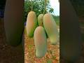 Mahachanok mango | Irwin mango | R2E2 mango #shorts