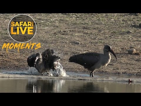Hygienic Hadeda Ibis