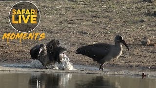 Hygienic Hadeda Ibis