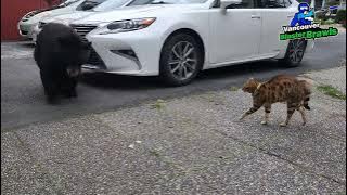 Tigger the cat scares off a black bear in North Vancouver