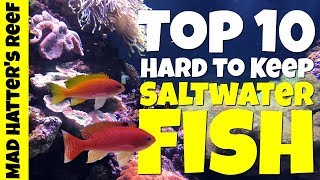 Top 10 Hard to Keep Saltwater Fish