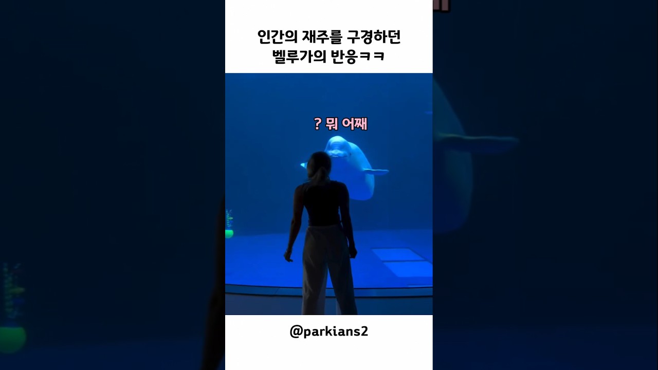 벨루가 앞에서 옆구르기 했더니 생긴 일