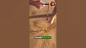 The Fear of the Beaches: Bobbit Worm! ⛱😱🪱