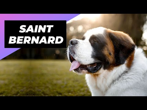 Video: Deze ziekte beïnvloedt 80% van St. Bernards. Lijkt je pup stil?