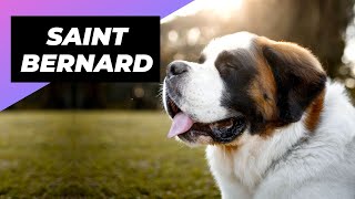 Saint Bernard One Of The Laziest Dog Breeds In The World