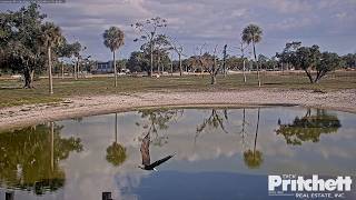 SWFL. M15 visited the office oak and the pond 😍 /17:44/ 2026-05-11