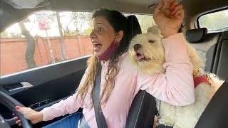 A HORRIBLE Date with our DOGS | Ss Vlogs :)