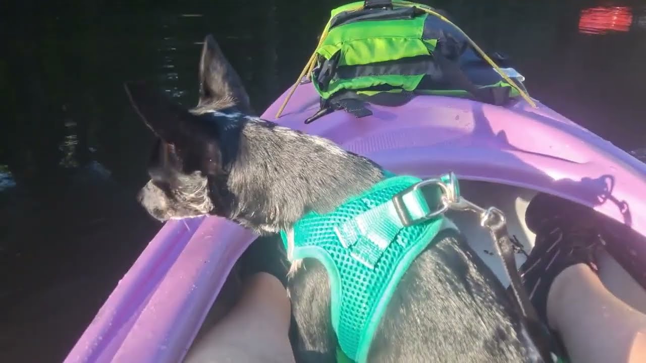 Kayaking Hillsborough River with Pepper at Morris Bridge Road Park