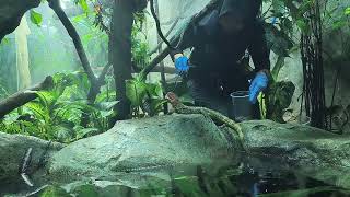 Singapore Zoo Caiman Lizard Feeding Reptopia