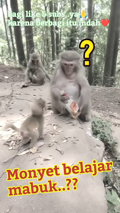monyet belajar mabuk#videoshort #reaction