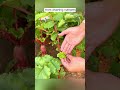 Pinch off the tops of radishes 1601 #shorts #plantingtips