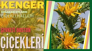 Yenen Otların Çiçeklerini Tanıyalım / Şevketi Bostan Çiçekleri / (Scolymus hispanicus L.)