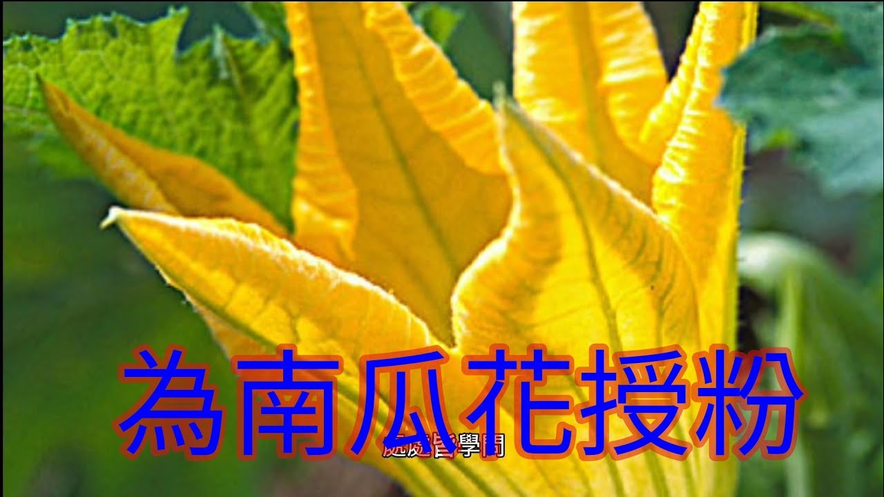 為金瓜花授粉 細心觀察 處處皆學問 Pollination Of Pumpkin Flowers Careful Observation Learning Everywhere Youtube