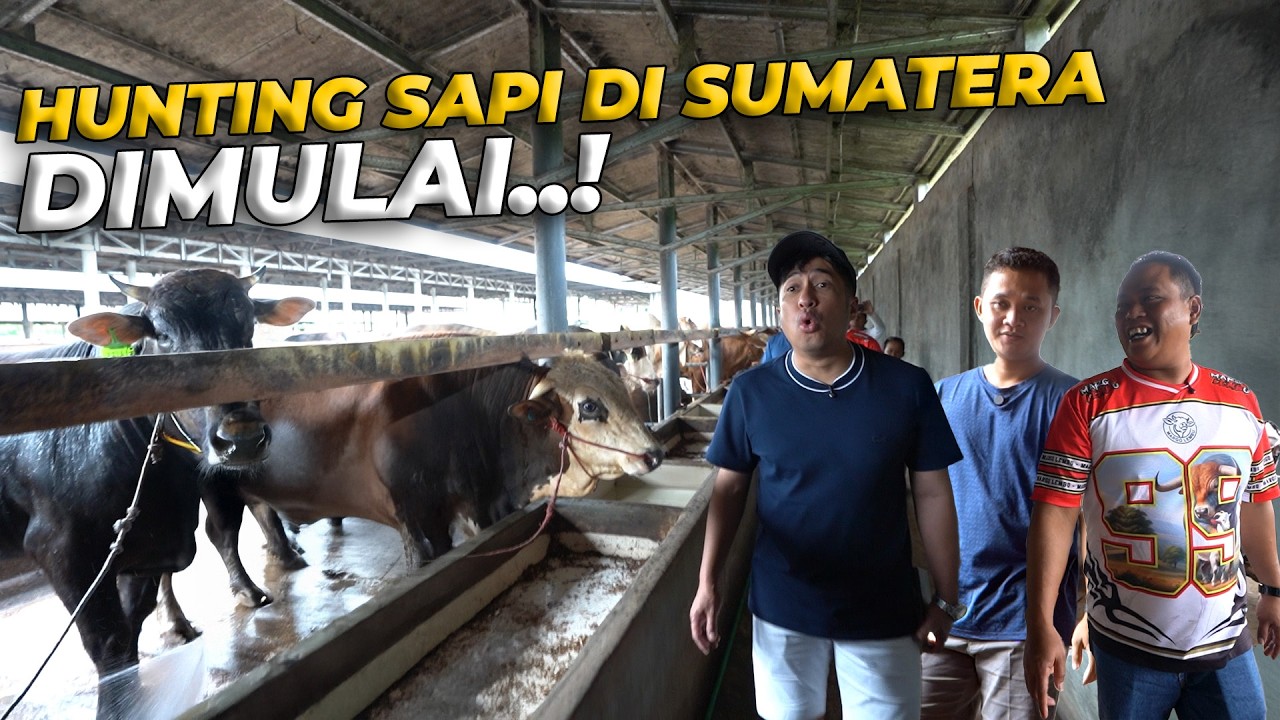 SAMPE PULAU SUMATERA LANGSUNG BINGUNG PILIH 350 SAPI! #eps1