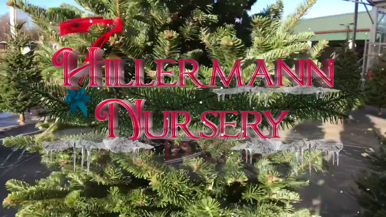 Pick Out Your Family Christmas Tree YouTube