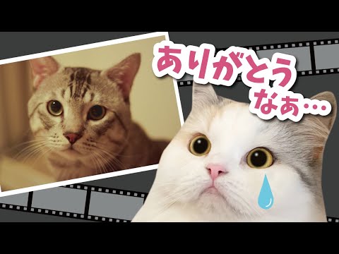 癌で亡くなった先代猫ちゃん…本当にありがとうね【関西弁でしゃべる猫】