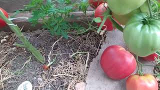 ТОМАТЫ. Лучшие из лучших! Релакс.Best of the best tomatoes .Relaxation.