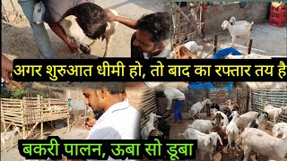 #goatfarming #bakripalan बकरी पालन पहले बुझे फिर जूझे, कम संख्या से करें शुरुआत #umesh #bakri