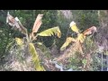 和歌山県でのバナナ露地栽培落着までの試行錯誤記録合体ムービー 2013_12c