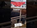 6800 heads heifer Aberdeen Angus. Export &amp; Import Livestock.