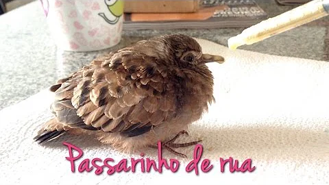 O que fazer quando um passarinho não consegue voar?