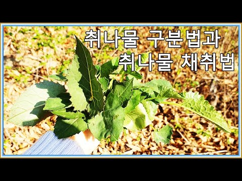 취나물 구분법과 취나물 채취법[시골 이야기]