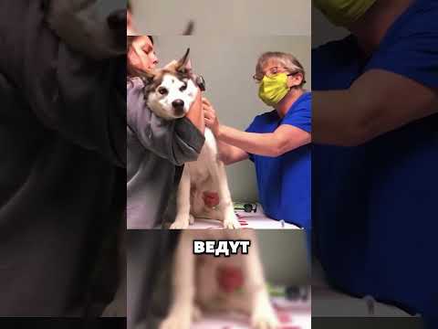 Собака, которая слишком много преувеличивает! 🐶🫢 #животные