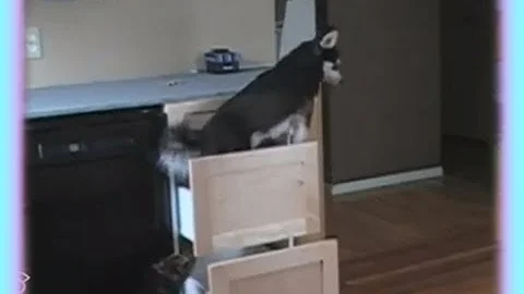 Smart Dog Climbs Kitchen Drawers to get Treats!