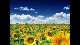 زكي داغستاني سورة AlAadiyat العاديات
