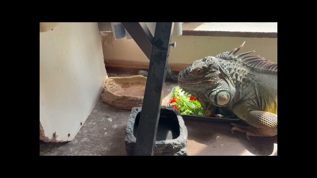イグアナ放し飼いへの道＃1《Iguanaiguana T+albinotrans