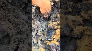 secret technique for opening eel holes