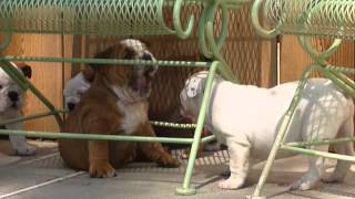I love little puppy barks - lot of wind today but can still hear th...