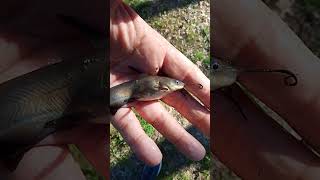 Pesce Gatto