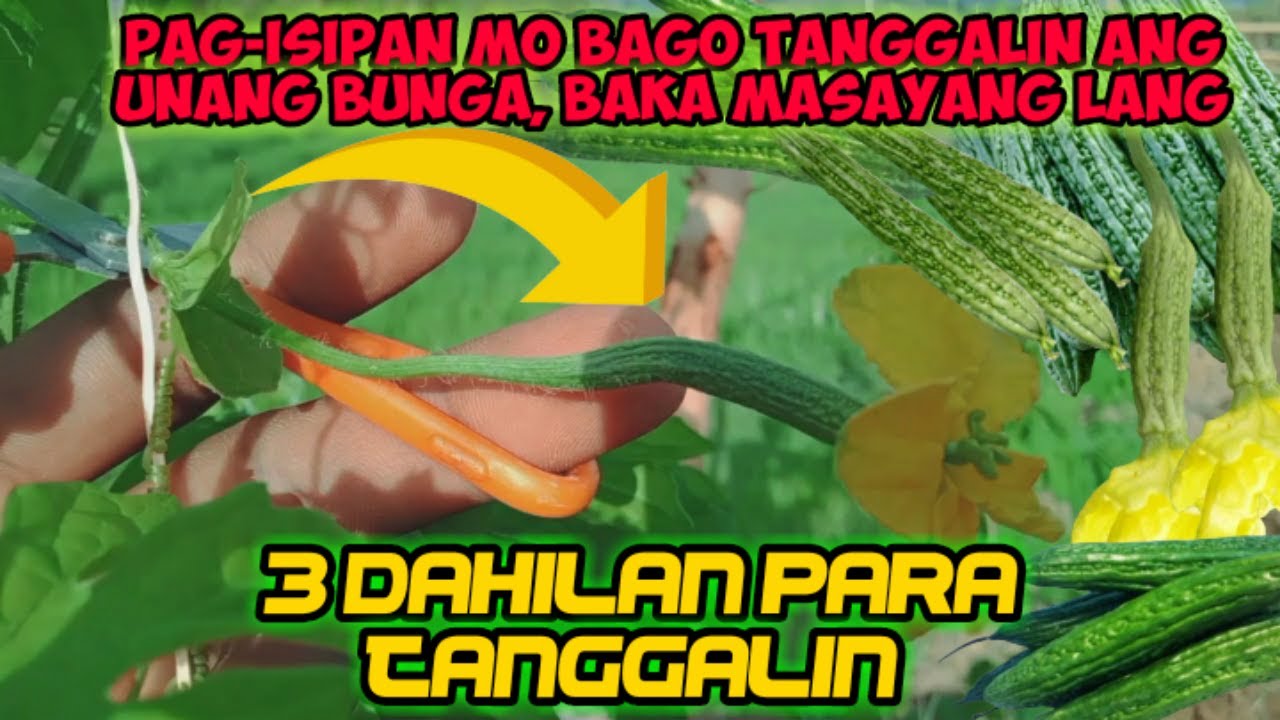 3 DAHILAN BAKIT KAILANGANG TANGGALIN ang UNANG BUNGA ng AMPALAYA