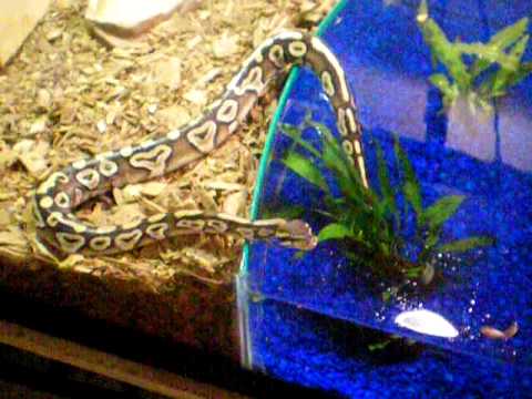 mojave ball python swimming - YouTube