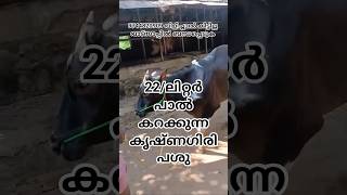 കറവപ്പശു#cow#farming