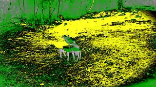 The Screaming Sheep3 In Saxophone Vocoder